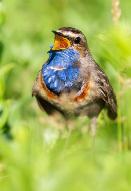 Bluethroat, Luscinia svecica. Bir kuşun yakın çekimi. Erkek şarkı söylüyor, çimlerin, kır çiçeklerinin ve diğer bitkilerin ortasında yerde oturuyor.