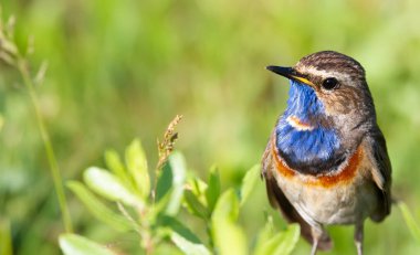 Bluethroat, Luscinia svecica. Kuş, bitkilerin arasında yerde oturur.