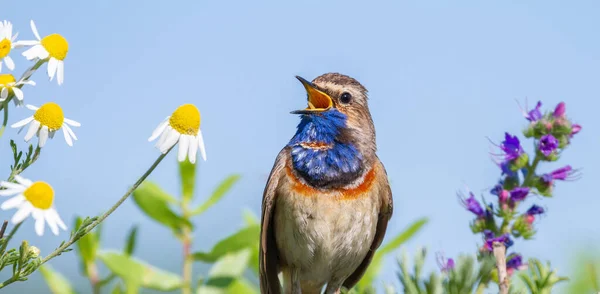 Bluethroat, Luscinia svecica. Bird sings while sitting among wildflowers on a background of blue sky