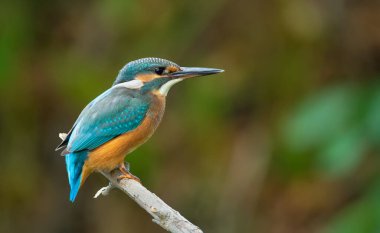 Ortak balıkçı, Alcedo bu işte. Kuş nehrin yukarısındaki eski kuru bir dala oturur.