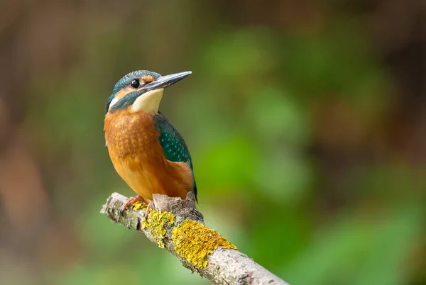 Martín Pescador Común Alcedo Esto Pájaro Sienta Una Hermosa Rama — Foto de Stock