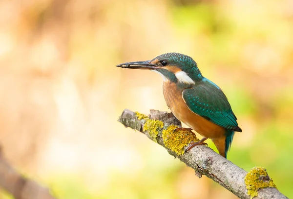 Vanlige Kungsfiskare Alcedo Det Här Fågeln Sitter Gammal Torr Gren — Stockfoto