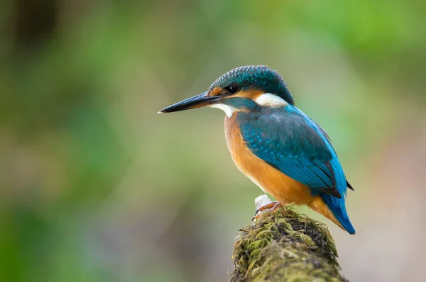 Obyčejný Ledňáček Alcedo Pták Sedí Krásné Větvi Nad Řekou Čeká — Stock fotografie