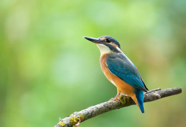 Obyčejný Ledňáček Alcedo Pták Sedí Staré Suché Větvi Nad Řekou — Stock fotografie