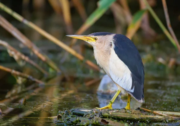 Petit Butor Ixobrychus Minutus Oiseau Mâle Tient Milieu Étang Sur — Photo