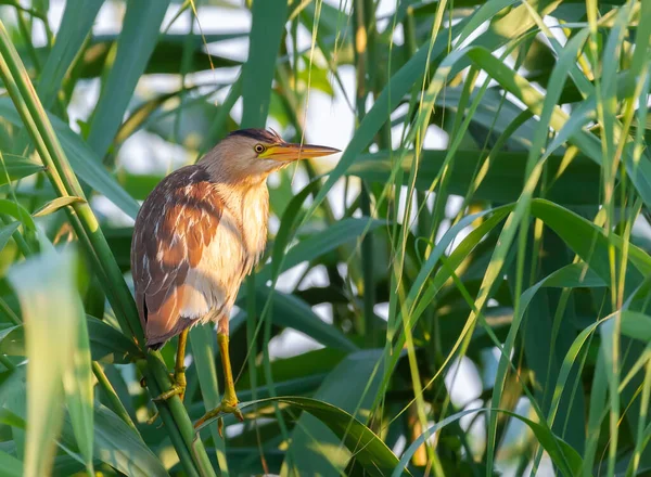 Petit Butor Ixobrychus Minutus Femelle Est Assise Dans Fourré Roseaux — Photo