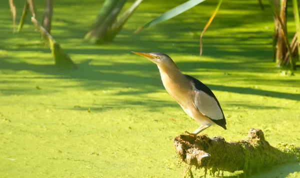 Petit Butor Ixobrychus Minutus Oiseau Est Assis Sur Chevalet Milieu — Photo