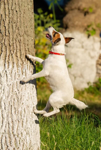 Jack Russell Terrier Hond Springt Probeert Een Boom Klimmen Haalt — Stockfoto