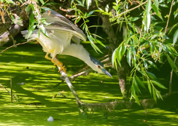 Héron Noir Nycticorax Nycticorax Oiseau Prépare Attaquer Proie — Photo