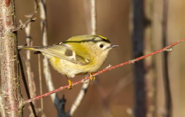 Goldcrest, Regulus Regulus. Kış güneşli bir sabah. Kuş yiyecek aramak için daldan dala hızla uçar.
