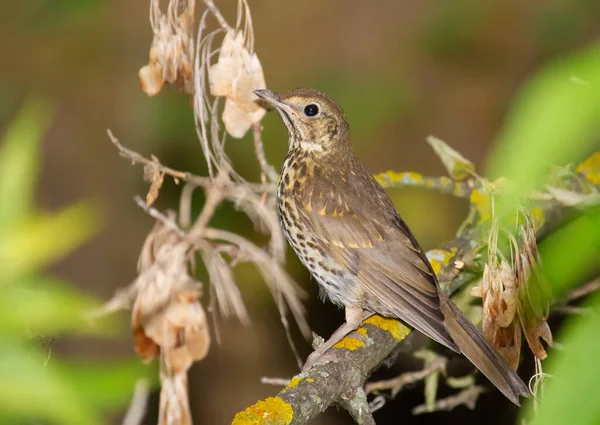 Grive Chantée Turdus Philomelos Oiseau Est Assis Sur Une Vieille — Photo