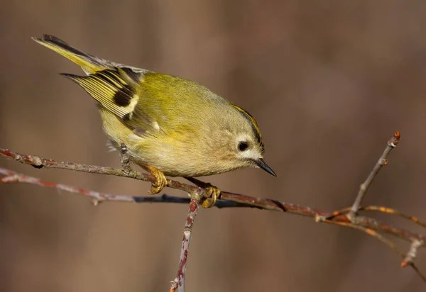 Goldcrest Regulus Regulus Kış Güneşli Bir Sabah Kuş Yiyecek Aramak — Stok fotoğraf