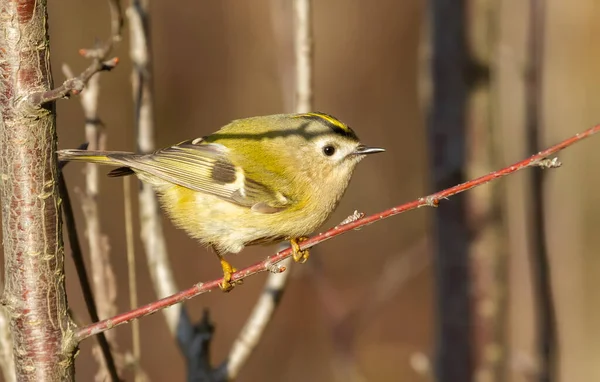 Goldhaube Regulus Regulus Wintersonniger Morgen Auf Der Suche Nach Nahrung — Stockfoto