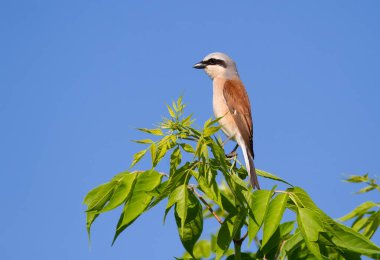 Kırmızı sırtlı örümcekkuşu, Lanius Collurio. Bir erkek kuş mavi gökyüzüne karşı genç bir ağacın tepesinde oturur.