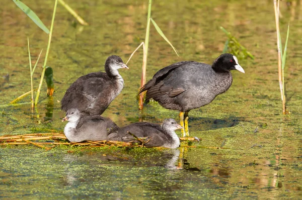 Coot Euroasiático Fulica Atra Pájaro Adulto Polluelos Sientan Islote Medio — Foto de Stock