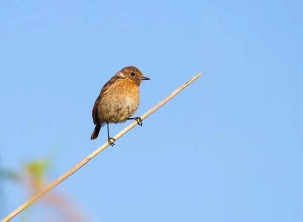 European Stonechat Saxicola Rubicola Female Bird Sits Cane Stalk Background — Stock Photo, Image