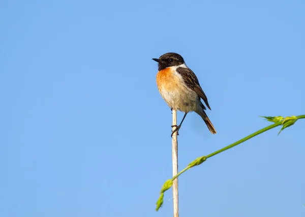 Europese Steenbok Saxicola Rubicola Een Mannelijke Vogel Zit Een Stok — Stockfoto