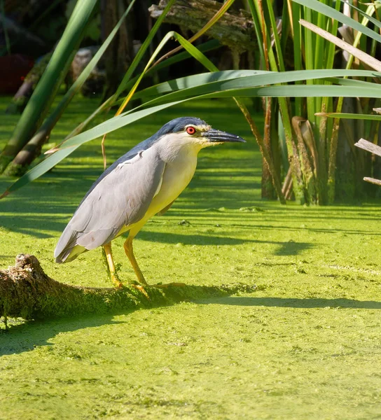 Garza Negra Coronada Nycticorax Nycticorax Pájaro Sienta Una Vieja Rama — Foto de Stock