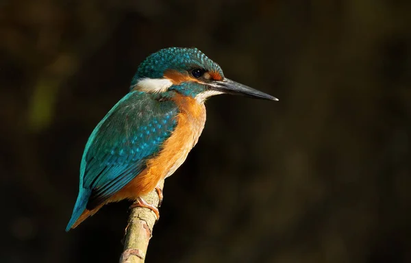 Common Kingfisher Alcedo Atthis Bird Sits Old Dry Branch River — Stock Photo, Image