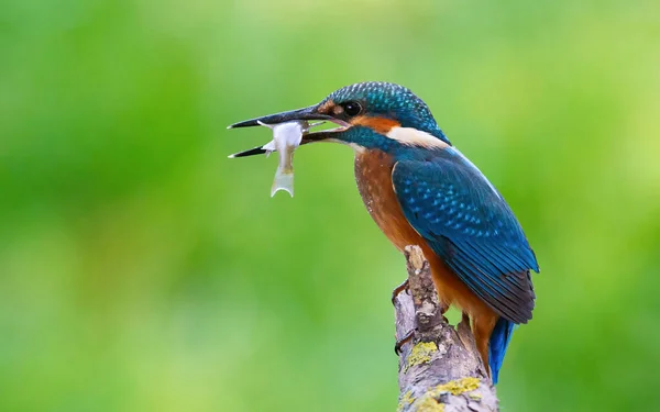 Eisvogel Alcedo Atthis Der Vogel Sitzt Auf Einem Schönen Alten — Stockfoto