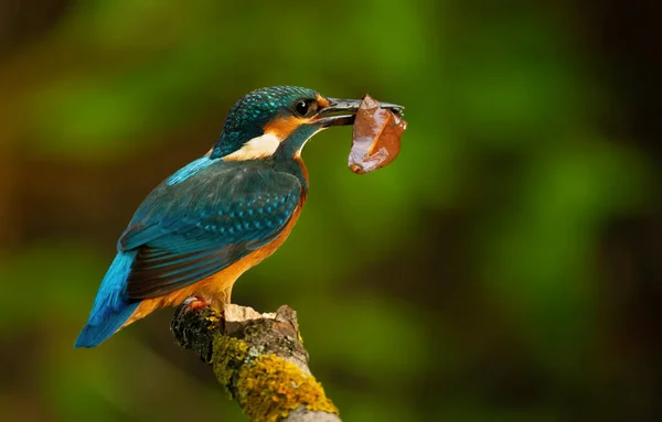 Common Kingfisher Alcedo Atthis Bird Pulled Leaf Out River Instead — Stock Photo, Image