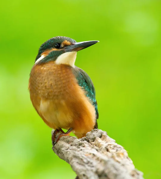 Common Kingfisher Alcedo Atthis Bird Sits Old Dry Branch River — Stock Photo, Image