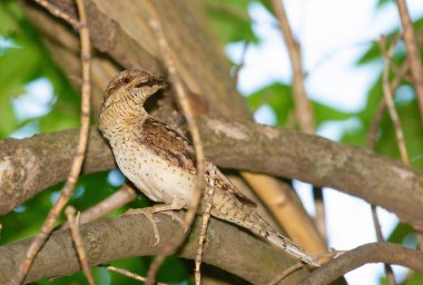 Avrasyalı boğucu, Jynx torquilla. Kuş bir dala oturur, gagasında karınca taşır.