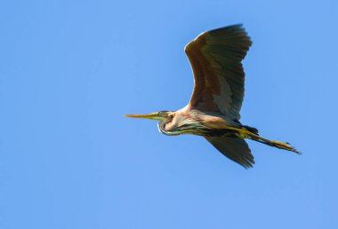 Mor balıkçıl, Ardea purpurea. Sabah erkenden uçan kuş, mavi gökyüzünün arka planı