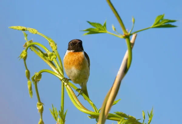 European Stonechat Saxicola Rubicola Птах Самець Сидить Стеблі Рослини Фоні — стокове фото