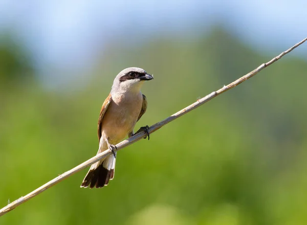 Camarão Cauda Vermelha Lanius Collurio Pássaro Senta Galho Belo Fundo — Fotografia de Stock