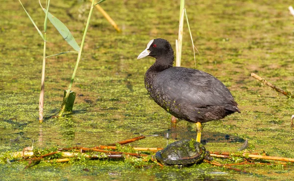 欧亚椰子 富丽卡 一只鸟站在池塘中央的手杖茎上 旁边是一只沼泽龟 它正在晒太阳 — 图库照片