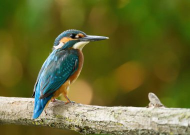 Ortak balıkçı, Alcedo bu işte. Kuş nehrin yukarısındaki güzel bir dala oturmuş balık bekliyor.