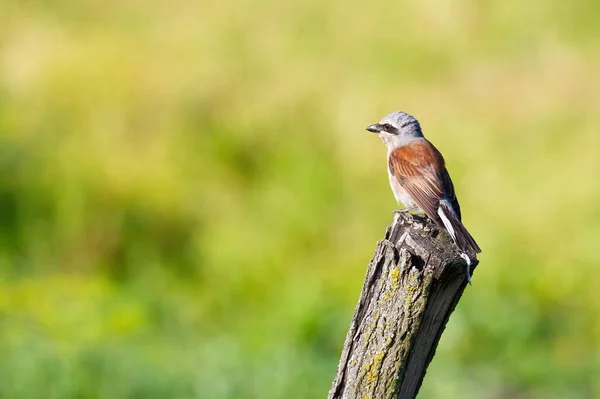 Red-backed shrike, Lanius collurio. Red-backed shrike, Lanius collurio. The male sits on an old tree stump on a beautiful blurred green background