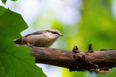Avrasya tımarhanesi, Sitta Avrupa. Ağaç dalında oturan bir kuş