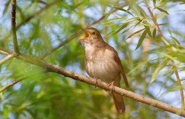 Thrush Nightingale, Luscinia Luscinia Luscinia. Bir kuş bir ağaç dalına oturur ve şarkı söyler