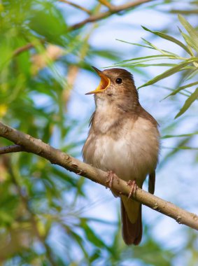 Thrush Nightingale, Luscinia Luscinia Luscinia. Bir kuş bir ağaç dalına oturur ve şarkı söyler