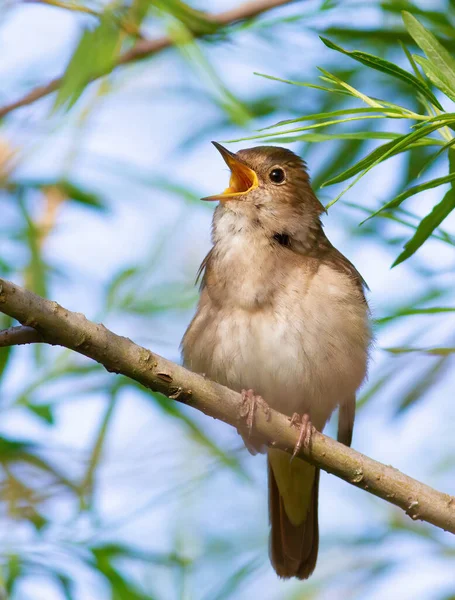 Thrush Nightingale Luscinia Luscinia Bird Sits Tree Branch Sings — Stock Photo, Image