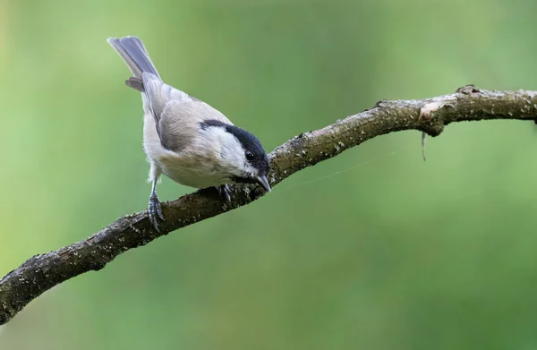 Marsh Tit Poecile Palustris Morning Forest Very Mobile Little Bird — Stok fotoğraf