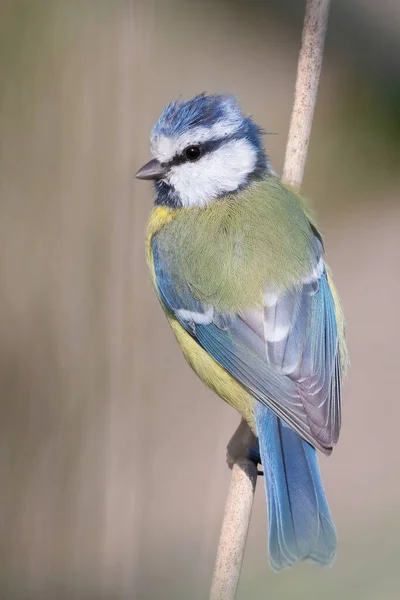 Eurasian Blue Tit Cyanistes Caeruleus Bird Sits Cane Stalk River — Stock fotografie