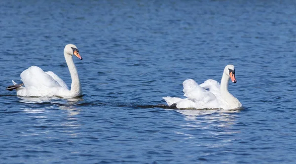 Mute Swan Cygnus Olor Family Floats Morning River — Stock Photo, Image