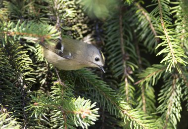 Goldcrest, regulus regulus. A bird searches for prey among fir branches