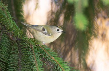 Goldcrest, regulus regulus. A bird sits on the needles of a Christmas tree