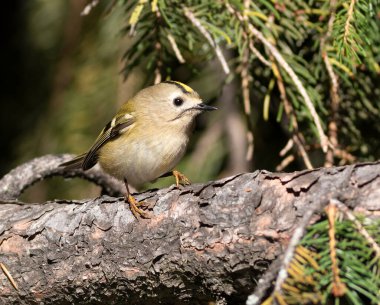 Goldcrest, regulus regulus. A bird sits on a branch of a fir tree