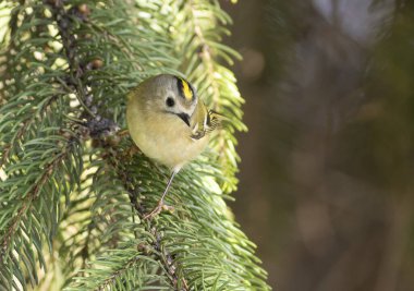 Goldcrest, regulus regulus. The bird flies from branch to branch in search of insects