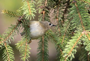 Goldcrest, regulus regulus. A bird searches for prey in the branches of a Christmas tree