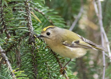 Goldcrest, regulus regulus. Bird sitting on a fir tree branch, close-up