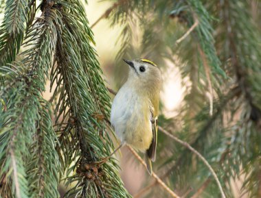 Goldcrest, regulus regulus. A beautiful little bird sits on the needles of a fir tree