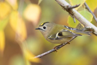 Goldcrest, Regulus regulus. Bir kuş dalda oturur, güzel bir sonbahar arka planında.