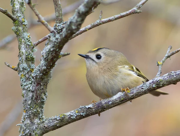 Goldcrest, Regulus regulus. Güzel bir dalda oturan kuş, düz arkaplan.