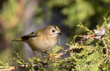 Goldcrest, Regulus regulus. Bir dalda oturan kuş, yakın plan, güzel arka plan.